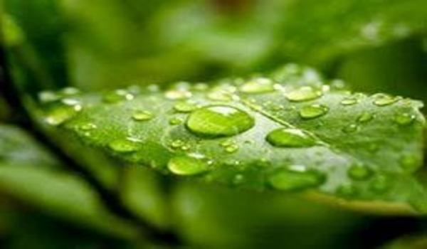Plant Wetting Agent Product